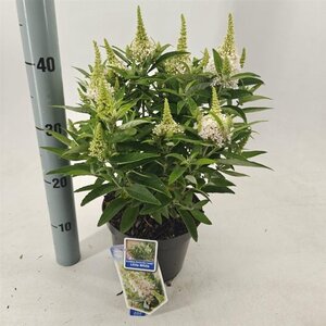 Buddleja d. B. Candy Little White 30-35 cm cont. 3,0L - afbeelding 5