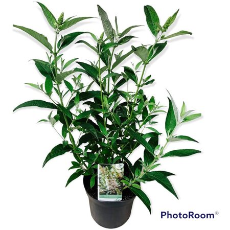 Buddleja d. B. Candy Little White 30-40 cm cont. 5,0L