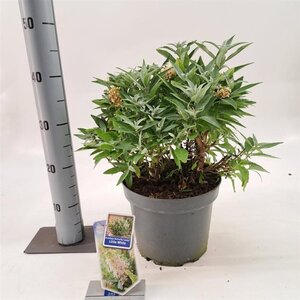 Buddleja d. B. Candy Little White 30-40 cm cont. 5,0L