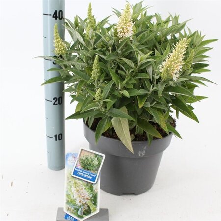 Buddleja d. B. Candy Little White 30-40 cm cont. 5,0L - afbeelding 2