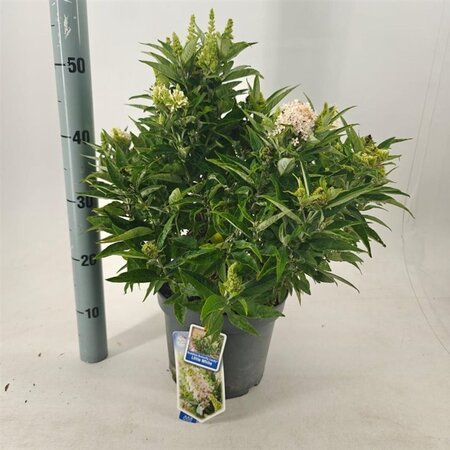 Buddleja d. B. Candy Little White 30-40 cm cont. 5,0L - afbeelding 3