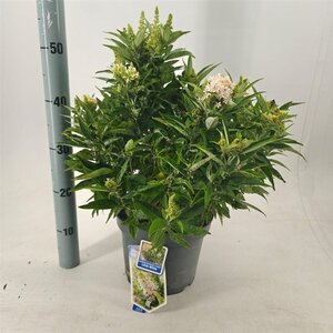 Buddleja d. B. Candy Little White 30-40 cm cont. 5,0L - afbeelding 3