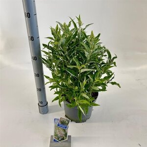 Buddleja d. B. Candy Little White 30-40 cm cont. 5,0L - afbeelding 4
