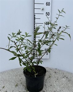 Buddleja d. 'Black Knight' 40-50 cm cont. 3,0L