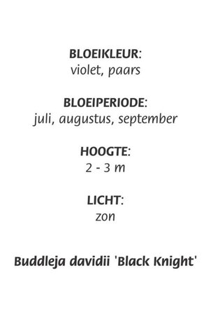 Buddleja d. 'Black Knight' geen maat specificatie cont. 3,0L - afbeelding 5