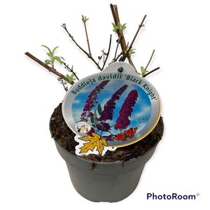 Buddleja d. 'Black Knight' geen maat specificatie cont. 3,0L - afbeelding 8