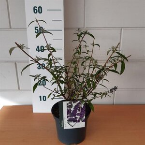 Buddleja d. 'Black Knight' geen maat specificatie cont. 3,0L - afbeelding 15