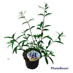 Buddleja d. 'Black Knight' geen maat specificatie cont. 3,0L - afbeelding 7