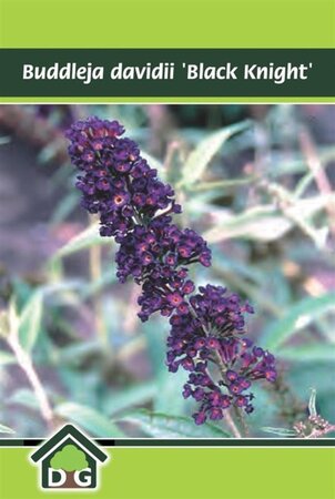 Buddleja d. 'Black Knight' geen maat specificatie cont. 3,0L - afbeelding 4