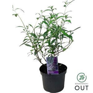 Buddleja d. 'Black Knight' geen maat specificatie cont. 3,0L - afbeelding 6