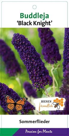Buddleja d. 'Black Knight' geen maat specificatie cont. 3,0L - afbeelding 3