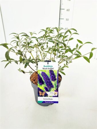 Buddleja d. 'Black Knight' geen maat specificatie cont. 3,0L - afbeelding 2