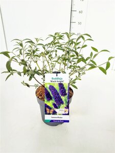 Buddleja d. 'Black Knight' geen maat specificatie cont. 3,0L - afbeelding 2