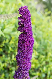 Buddleja d. 'Black Knight' geen maat specificatie cont. 3,0L - afbeelding 9