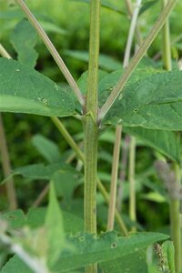Buddleja d. 'Empire Blue' 40-60 cm cont. 3,0L - afbeelding 4
