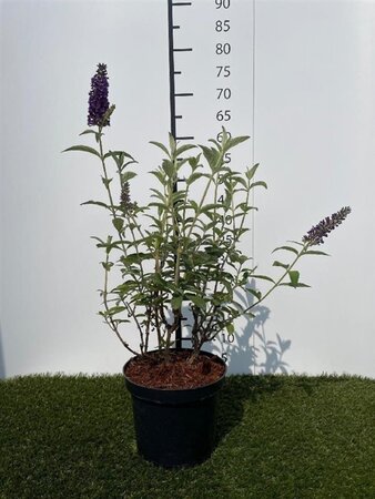 Buddleja d. 'Empire Blue' 40-60 cm cont. 3,0L - afbeelding 6