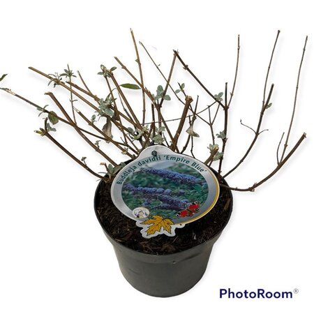 Buddleja d. 'Empire Blue' geen maat specificatie cont. 3,0L - afbeelding 8