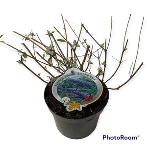 Buddleja d. 'Empire Blue' geen maat specificatie cont. 3,0L - afbeelding 8