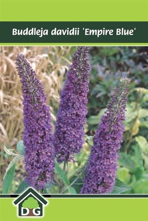 Buddleja d. 'Empire Blue' geen maat specificatie cont. 3,0L - afbeelding 4