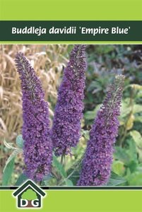 Buddleja d. 'Empire Blue' geen maat specificatie cont. 3,0L - afbeelding 4