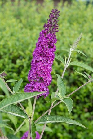 Buddleja d. 'Empire Blue' geen maat specificatie cont. 3,0L - afbeelding 12