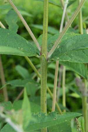 Buddleja d. 'Empire Blue' geen maat specificatie cont. 3,0L - afbeelding 10