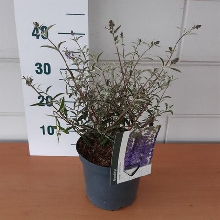 Buddleja d. 'Empire Blue' geen maat specificatie cont. 3,0L - afbeelding 13