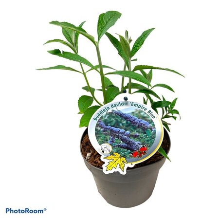 Buddleja d. 'Empire Blue' geen maat specificatie cont. 3,0L - afbeelding 7