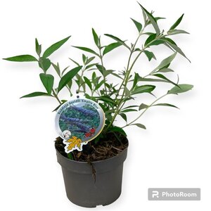 Buddleja d. 'Empire Blue' geen maat specificatie cont. 3,0L - afbeelding 6