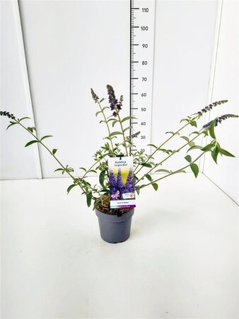 Buddleja d. 'Empire Blue' geen maat specificatie cont. 3,0L - afbeelding 2