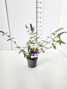 Buddleja d. 'Empire Blue' geen maat specificatie cont. 3,0L - afbeelding 2