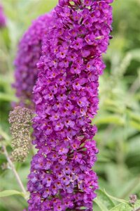 Buddleja d. 'Empire Blue' geen maat specificatie cont. 3,0L - afbeelding 9