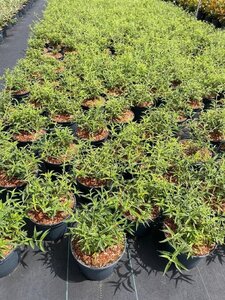 Buddleja Free Petite Snow White 30-40 cm cont. 3,0L