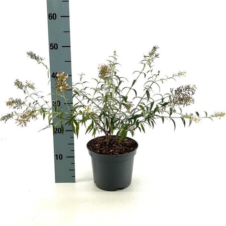 Buddleja Free Petite Snow White 30-40 cm cont. 3,0L - afbeelding 3