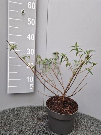 Buddleja Free Petite Snow White 30-40 cm cont. 3,0L - afbeelding 4