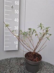 Buddleja Free Petite Snow White 30-40 cm cont. 3,0L - afbeelding 4