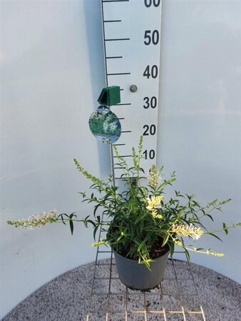 Buddleja Free Petite Snow White 30-40 cm cont. 3,0L - afbeelding 5