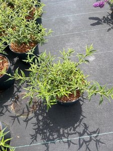 Buddleja Free Petite Snow White 30-40 cm cont. 3,0L - afbeelding 2