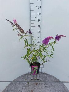 Buddleja d. 'Ile de France' 40-50 cm cont. 3,0L