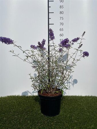 Buddleja d. 'Nanho Blue' 40-60 cm cont. 3,0L