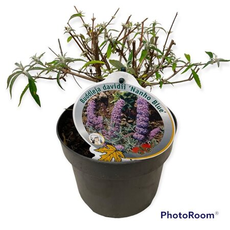 Buddleja d. 'Nanho Blue' geen maat specificatie cont. 3,0L - afbeelding 1