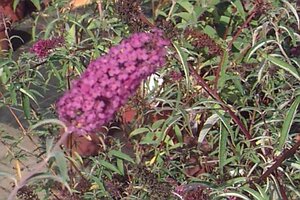 Buddleja d. 'Nanho Blue' geen maat specificatie cont. 3,0L - afbeelding 3
