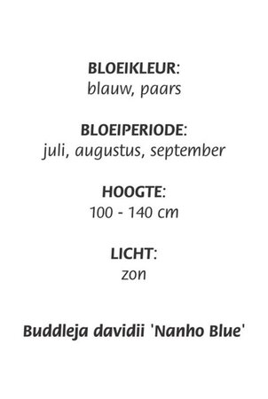 Buddleja d. 'Nanho Blue' geen maat specificatie cont. 3,0L - afbeelding 4