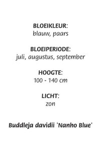 Buddleja d. 'Nanho Blue' geen maat specificatie cont. 3,0L - afbeelding 4