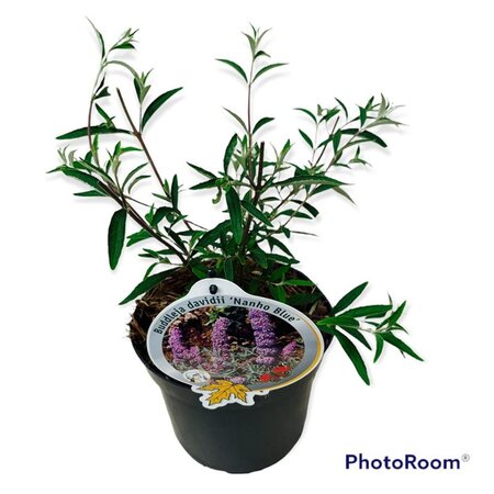 Buddleja d. 'Nanho Blue' geen maat specificatie cont. 3,0L - afbeelding 2