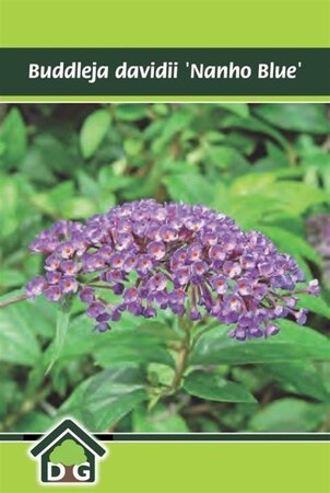 Buddleja d. 'Nanho Blue' geen maat specificatie cont. 3,0L - afbeelding 5