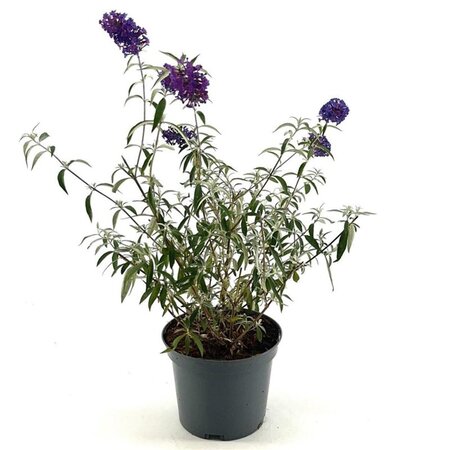 Buddleja d. 'Nanho Purple' 30-40 cm cont. 3,0L