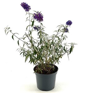 Buddleja d. 'Nanho Purple' 30-40 cm cont. 3,0L