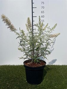 Buddleja d. 'Nanho White' 40-60 cm cont. 3,0L