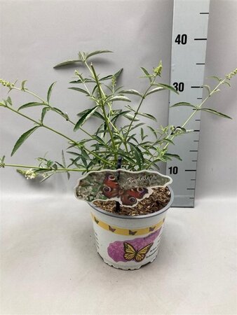 Buddleja d. 'Nanho White' geen maat specificatie cont. 2,0L